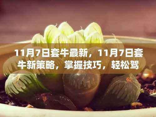 掌握新策略,11月7日套牛最新技巧,轻松驾驭市场波动