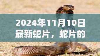 蛇片奇缘,魔法时刻的友情与温情