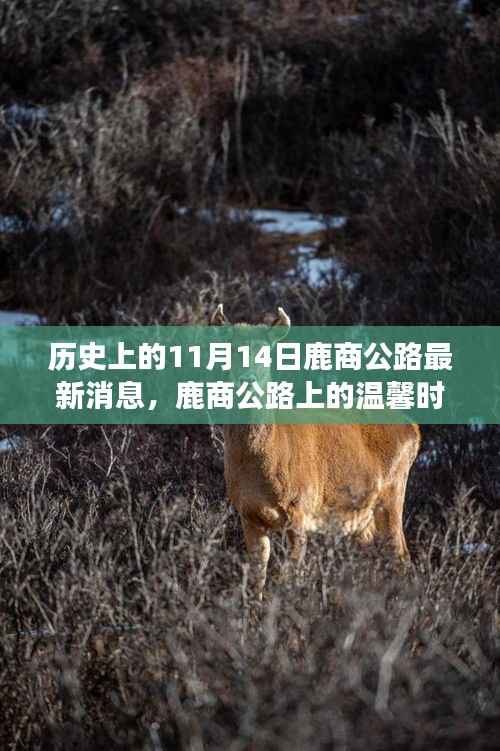 鹿商公路上的温馨时光,友谊、爱与陪伴的故事,最新消息揭秘历史11月14日进展。
