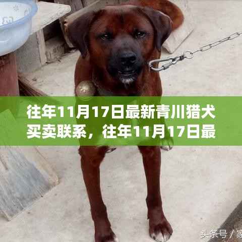 最新青川猎犬买卖联系评测,特性、体验、竞品对比及用户群体深度分析