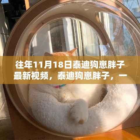 泰迪狗崽胖子,一段视频引发的热潮与影响回顾——最新往年11月18日视频揭秘