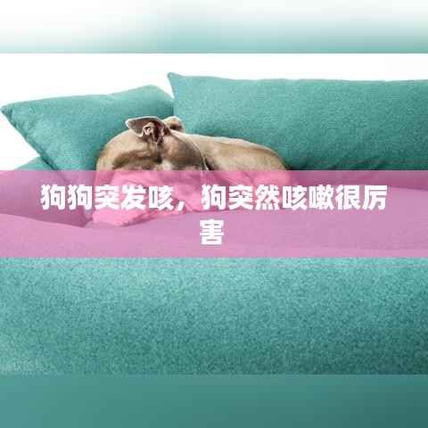 狗狗突发咳,狗突然咳嗽很厉害