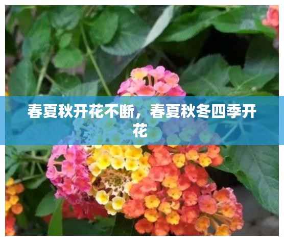 春夏秋开花不断,春夏秋冬四季开花