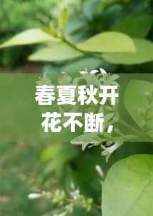 春夏秋开花不断,春夏秋冬四季开花