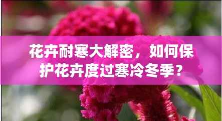 花卉耐寒大解密,如何保护花卉度过寒冷冬季?