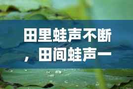 田里蛙声不断,田间蛙声一片的说说