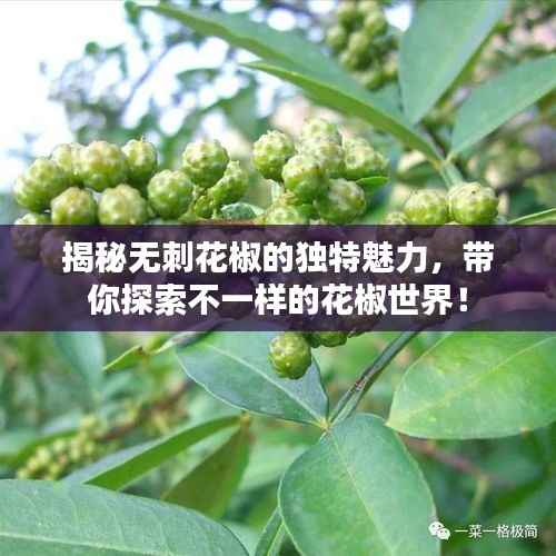 揭秘无刺花椒的独特魅力,带你探索不一样的花椒世界!