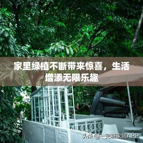 家里绿植不断带来惊喜,生活增添无限乐趣