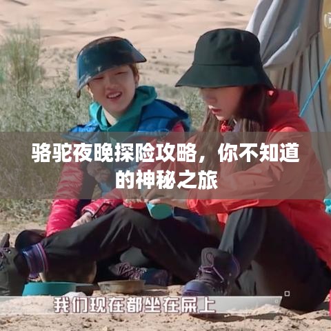 骆驼夜晚探险攻略,你不知道的神秘之旅