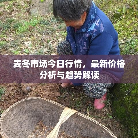 麦冬市场今日行情,最新价格分析与趋势解读