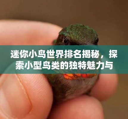 迷你小鸟世界排名揭秘，探索小型鸟类的独特魅力与奥秘